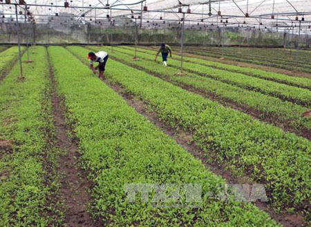 Tỉnh Thanh Hóa quy hoạch vùng sản xuất rau tập trung theo hướng nâng cao chất lượng, đảm bảo an toàn thực phẩm.